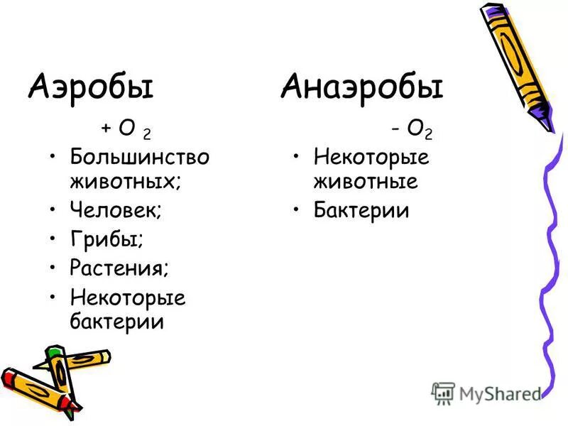 Аэробы и анаэробы схема. Аэробные организмы примеры. Анаэробы и аэробы представители. Примеры аэробных и анаэробных организмов. Этапы анаэробных организмов