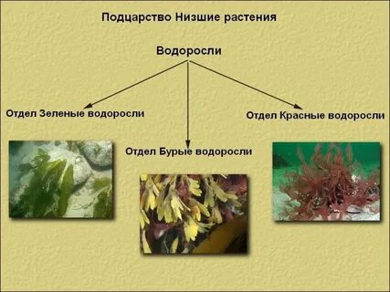 Биология 7 класс тема группа отделов водоросли
