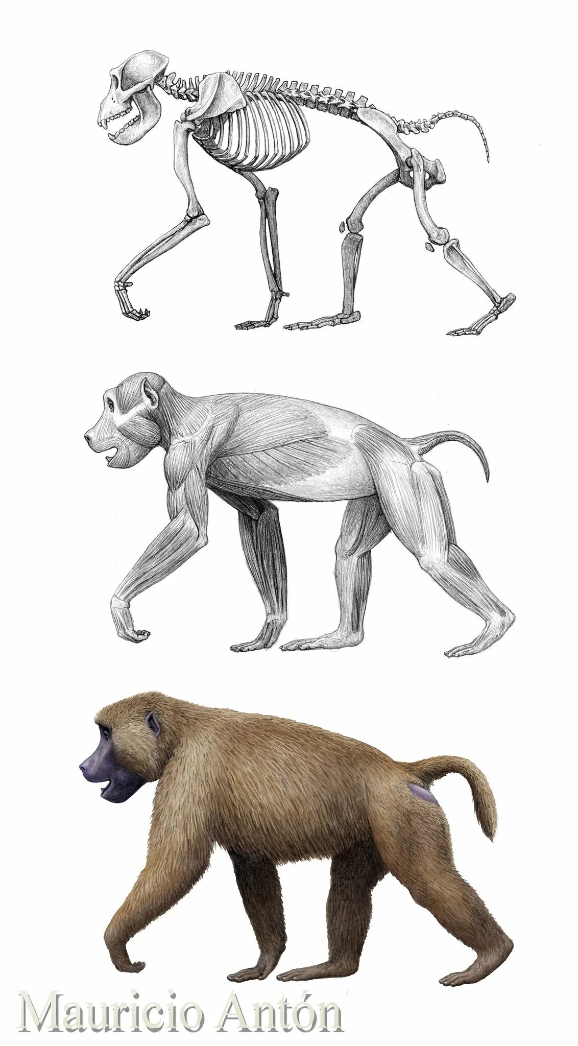 Theropithecus oswaldi. Предки обезьян. Ископаемая обезьяна. Австралопитек анамский. Обезьянка джимми.