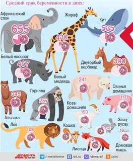 Самой беременность у млекопитающих