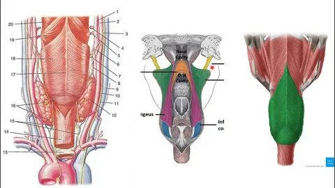 Қара жігіт сағатты трахает