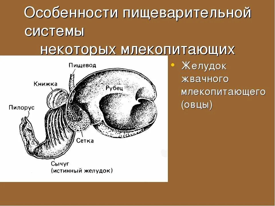 Строение желудка млекопитающих. Пищеварительная система млекопитающих. Желудок жвачных млекопитающих. Особенности пищеварительной системы млекопитающих.