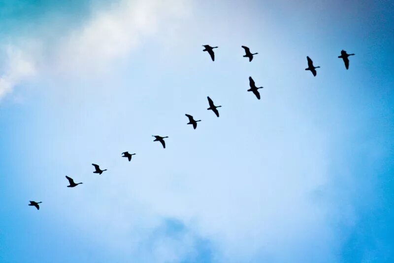 Стая скворцов. Перелет птиц. Стая птиц. Стая птиц. Скопление птиц в небе.