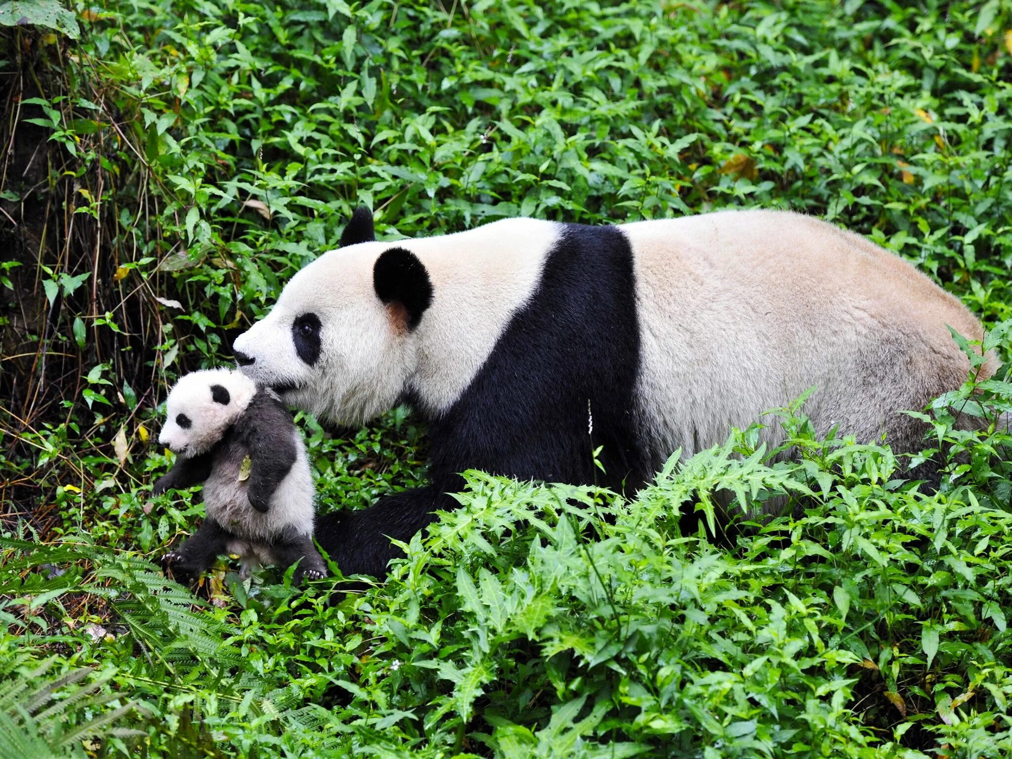 Большая панда сколько живут. Giant Pandas. Панда бамбуковый медведь. Панда в Китае. Большая Панда фото.