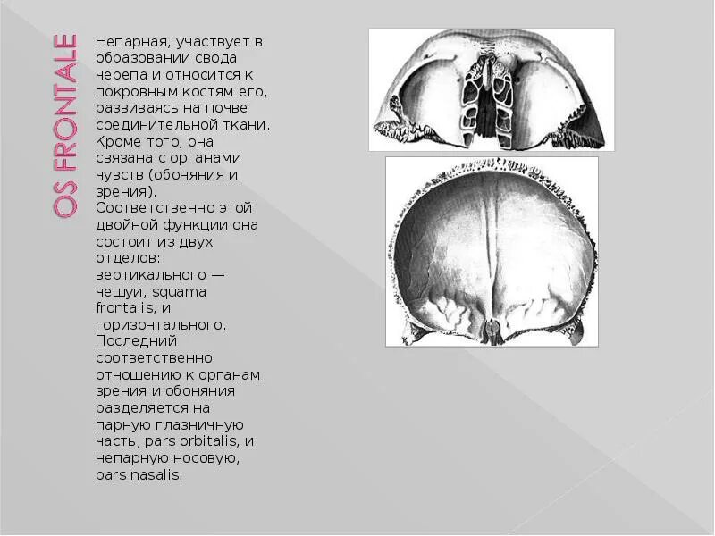 Образование кости черепа. Непарные кости свода черепа. Образования костей свода черепа. В образовании свода черепа участвует. Свод черепа презентацию.