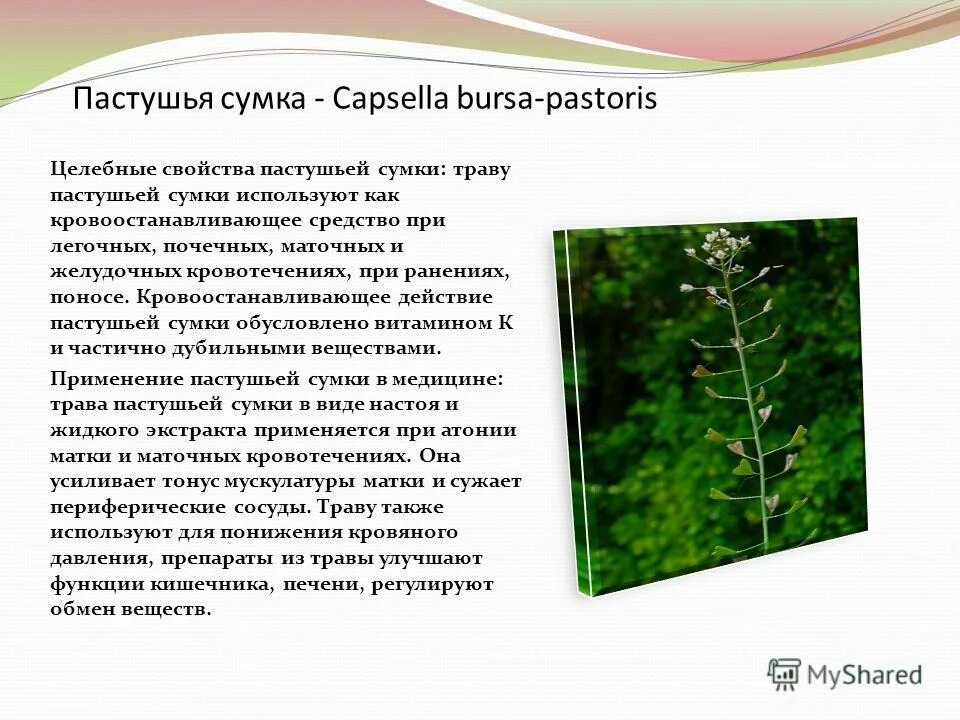 Пастушья сумка ядовитое растение. Пастушья сумка для чего применяется. Пастушья сумка лекарственное растение. Пастушья сумка лечебная трава. Лечебное растение пастушья сумка.