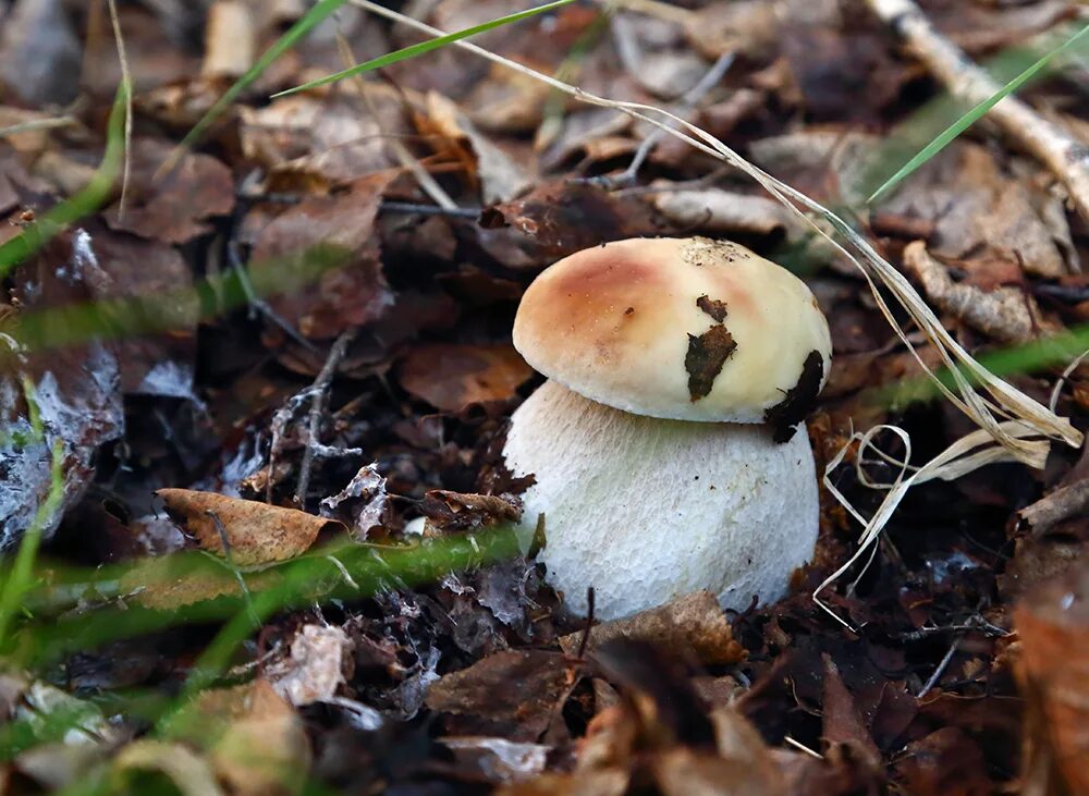 Через сколько после дождя. Съедобные грибы Якутии. Грибы Якутии. Белый гриб в Якутии. Белые маслята Якутия.