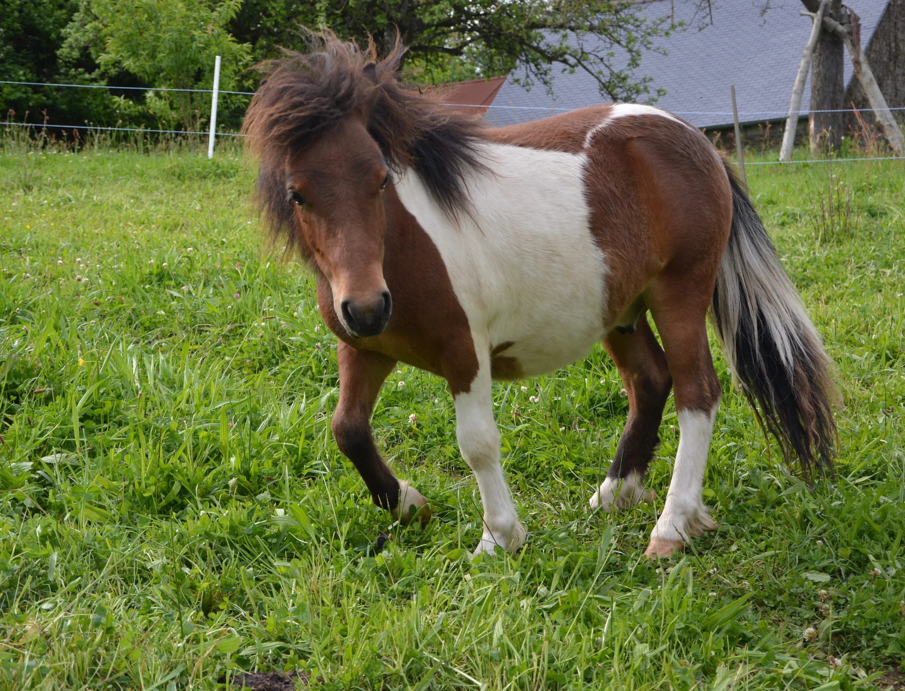 Маленькая лошадка пони. Лошади породы Фалабелла. Мини шетлендский пони. Лошадь Шетландский пони. Пони(карликовая карликовая лошадь ).