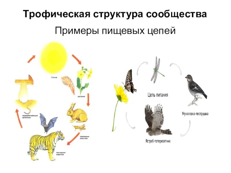 Трофическая структура сообщества примеры. Тропическая структура сообщества. Структура трофической цепи. Пищевая трофическая цепь. Состав и структура сообщества биология 9