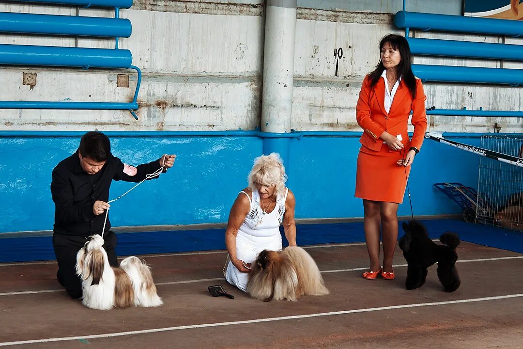 Международная выставка собак. На выставке собак. Всемирная выставка собак. Породы собак в Тирасполе.