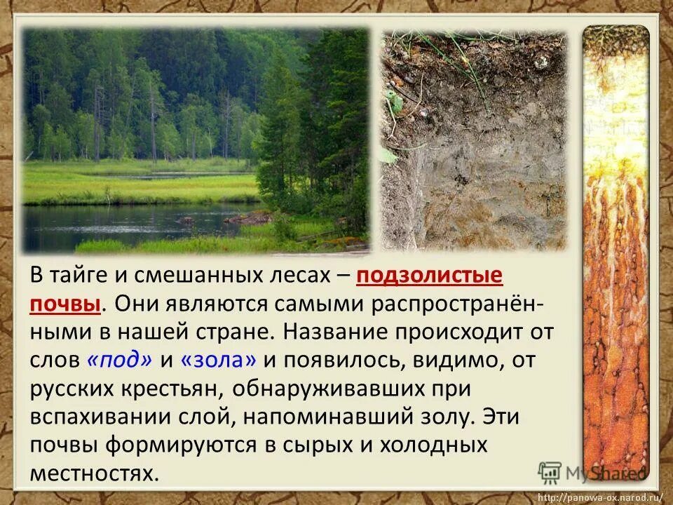 Почвы зоны смешанных лесов в россии. Подзолистые почвы. Почва смешанного леса. Почвы тайги. Дерново подзолистые почвы смешанного леса.