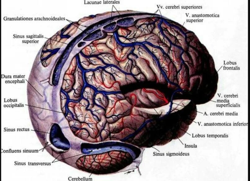 Отток крови от головного мозга. Сигмовидный венозный синус. Вены твердой мозговой оболочки. Венозные синусы твердой мозговой оболочки. Внутричерепные венозные синусы.