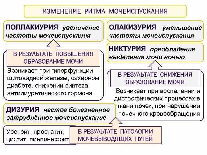 Изменение состава мочи. Изменение ритма мочеиспускания. Изменения ритма частоты мочеиспускания. Уменьшение частоты мочеиспускания. Характеристика изменения ритма мочеиспускания.