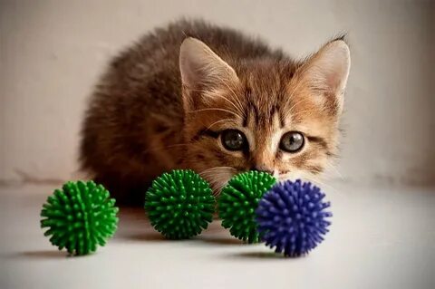 Кошки любят играть