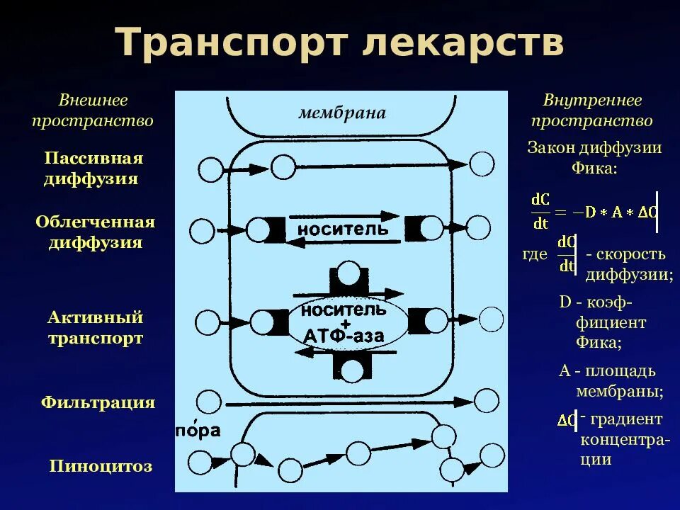 Пассивный транспорт облегченная диффузия. Пассивная диффузия это в фармакологии. Пассивная облегченная диффузия. Пассивная облегченная диффузия. Пассивная облегченная диффузия.