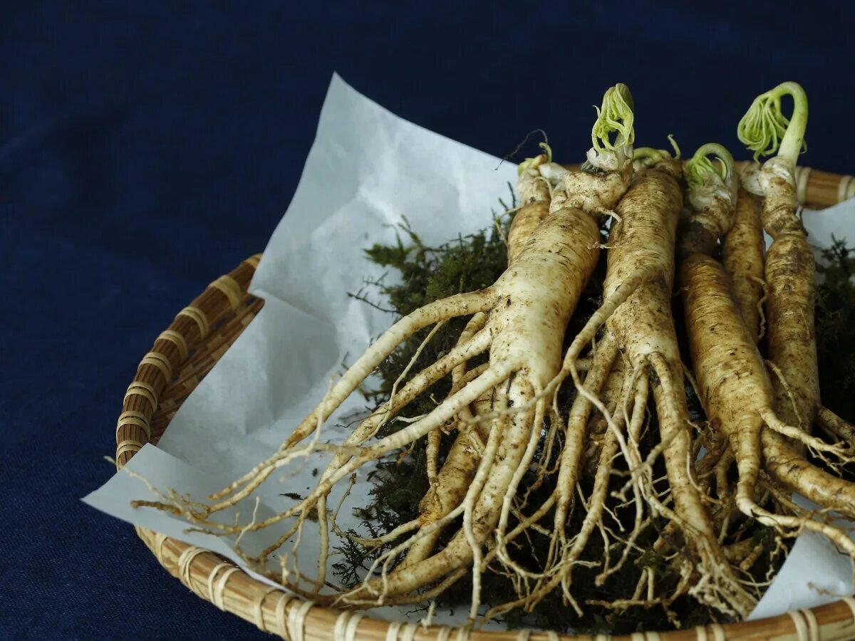 длинные корневища. длинное корневище. длинное корневище. длинное корневище. короткое корневище.