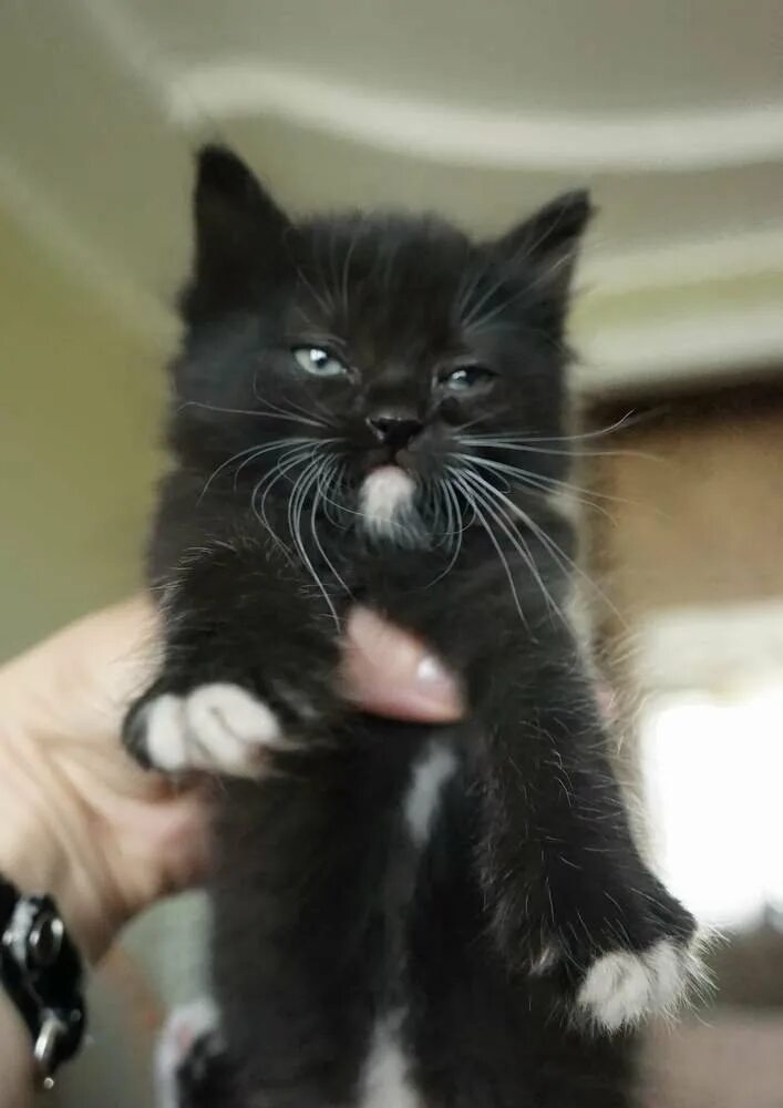 Черный котенок с белыми лапками. Котенок черно-белый. Котята черно белые пушистые. Черный котенок с белыми усами.