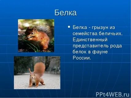 Белка какой род