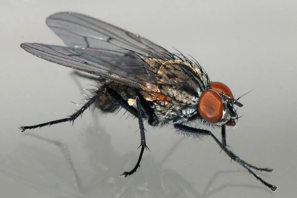 Ядовитая муха. Муха ЦЕЦЕ. Муха (насекомое). Мухи переносчики. Комнатные мухи являются переносчиками.