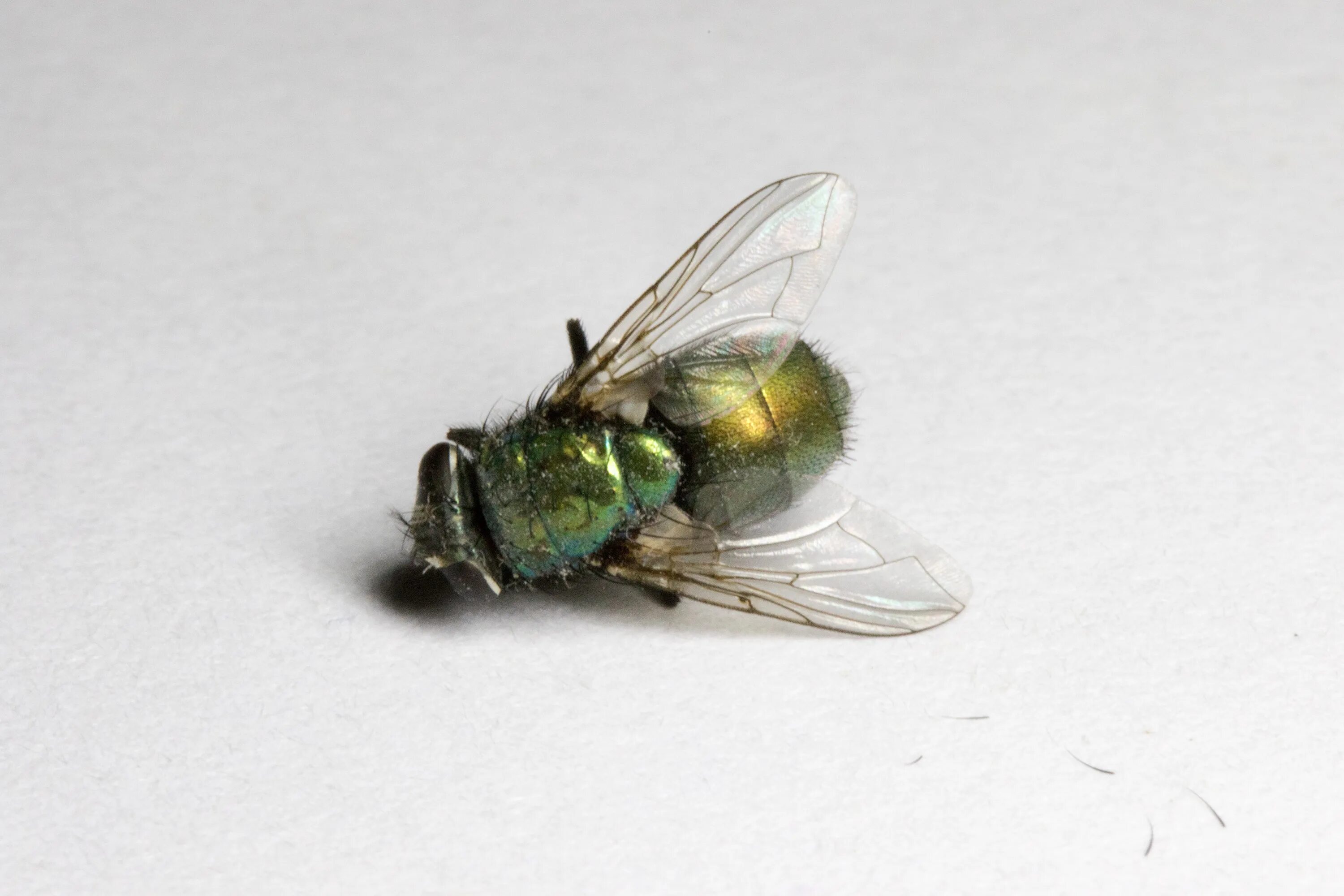 Bugs flies