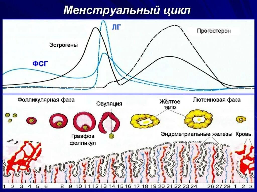 Остановиться цикл. Нормальный менструальный цикл схема. Нормальный менструационный цикл схема. Секреторная фаза менструального цикла. Схема овуляторно менструального цикла.