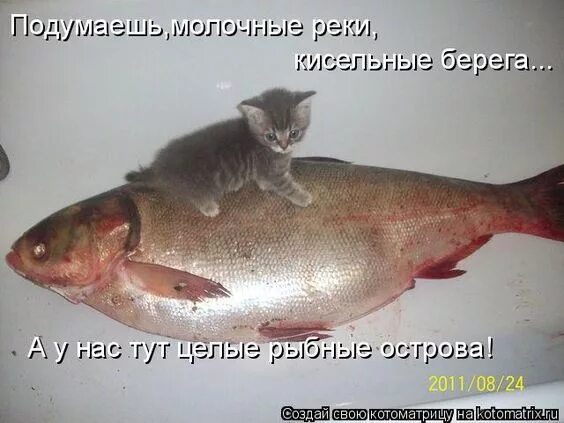 Снится отдавать рыбу