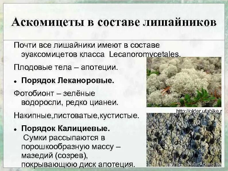 Тело лишайников состоит из ответ. Строение лишайников: накипные, листоватые, кустистые.. Лишайники аскомицеты. Состав лишайника. Плодовое тело лишайника.