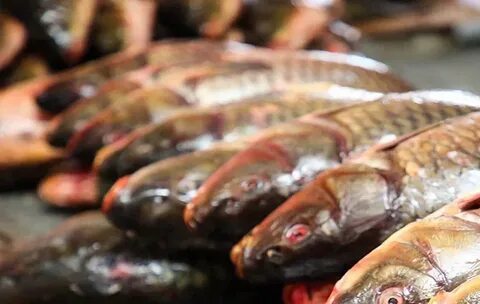 Секс машинасының азаптауы көрсетілген порно видеолар