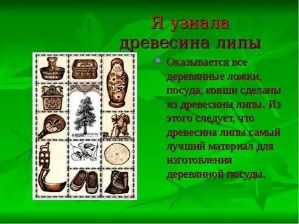 Какими функциями объединены клетки ткани древесины липы