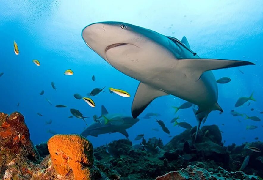 Есть ли в шарме акулы. Рифовые акулы в Египте. Рифовая акула Шарм Эль Шейх. Черноперая рифовая акула Шарм-Эль-Шейх. Рифовая акула в Красном море.