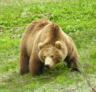 Международная красная книга бурый медведь