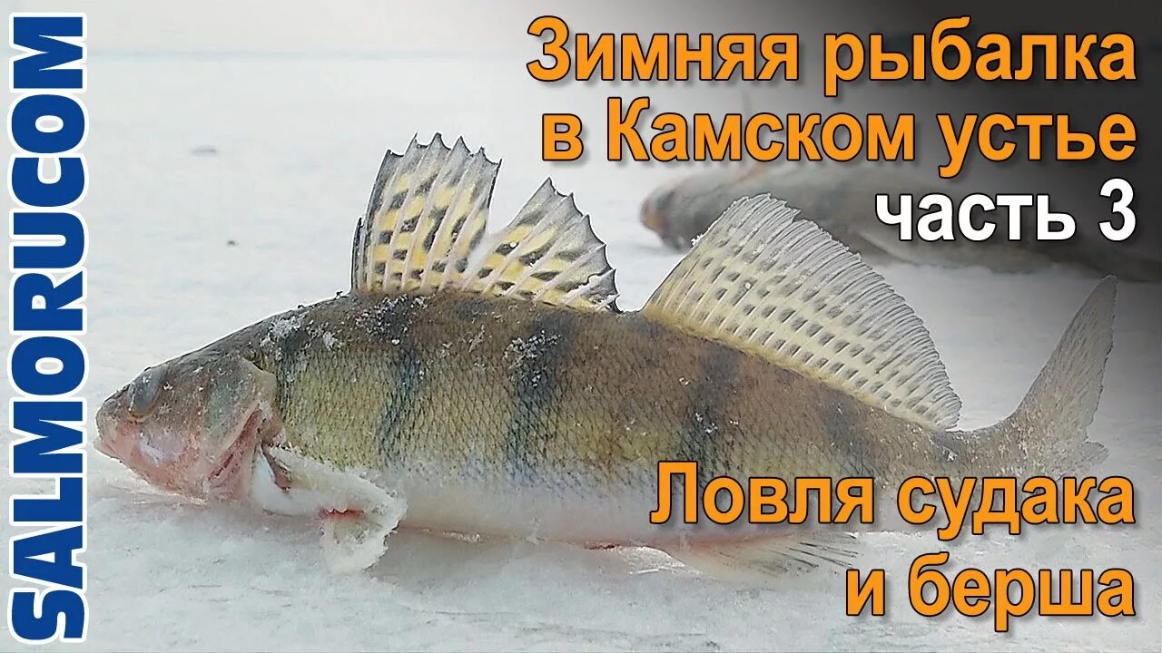 Рыболовный камское устье