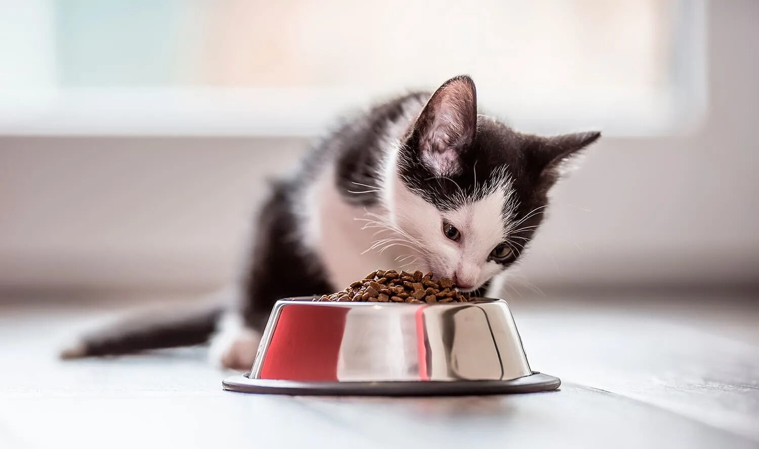 Feed me cat