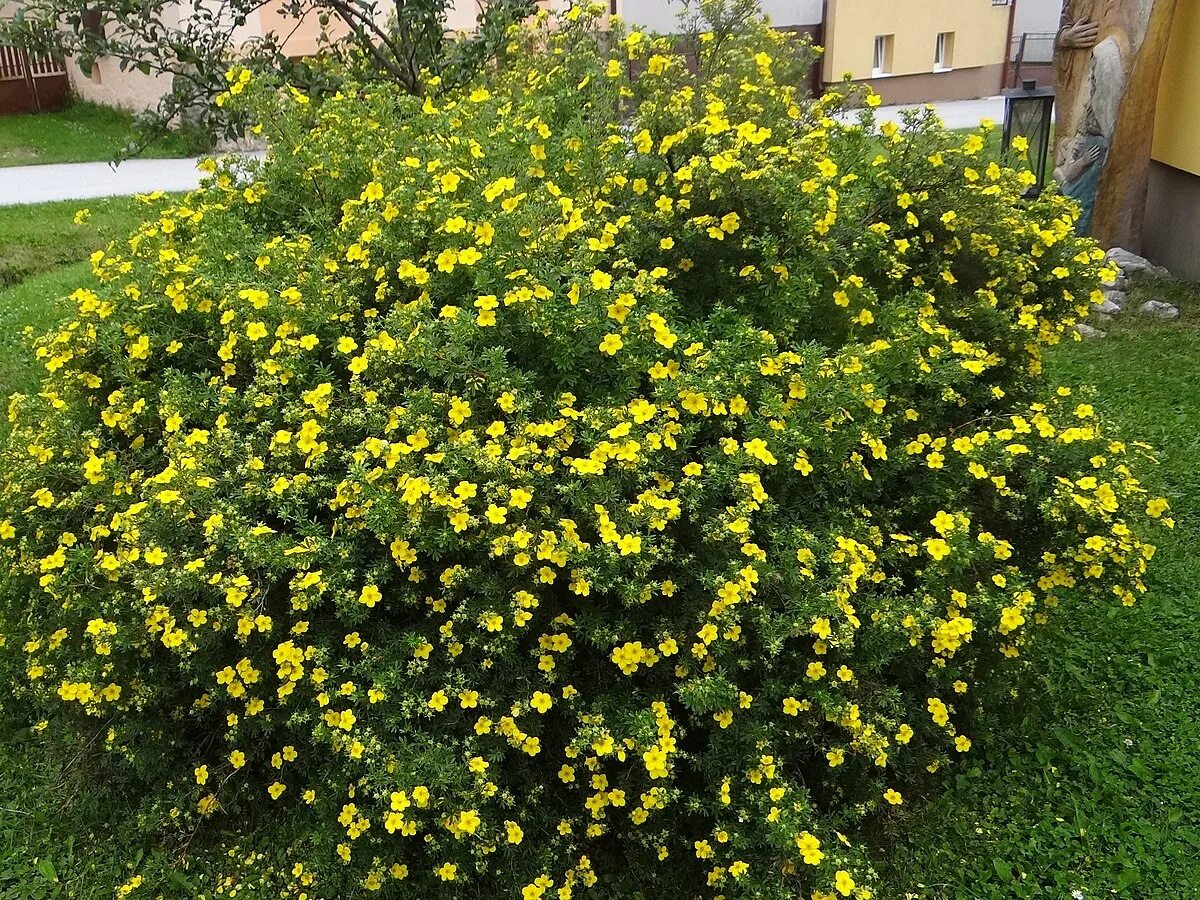 Лапчатка желтая фото. Лапчатка кустарниковая Goldfinger. Лапчатка кустарниковая Potentilla fruticosa “Goldfinger”. Лапчатка кустарниковая Mango Tango. Лапчатка кустарниковая желтая.