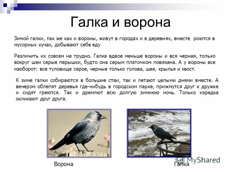 Сравнение 2 птиц. Птица Галка описание для детей. Размер и цвет оперения птиц. Сравнение двух птиц. Сравнение ворона и ворона.