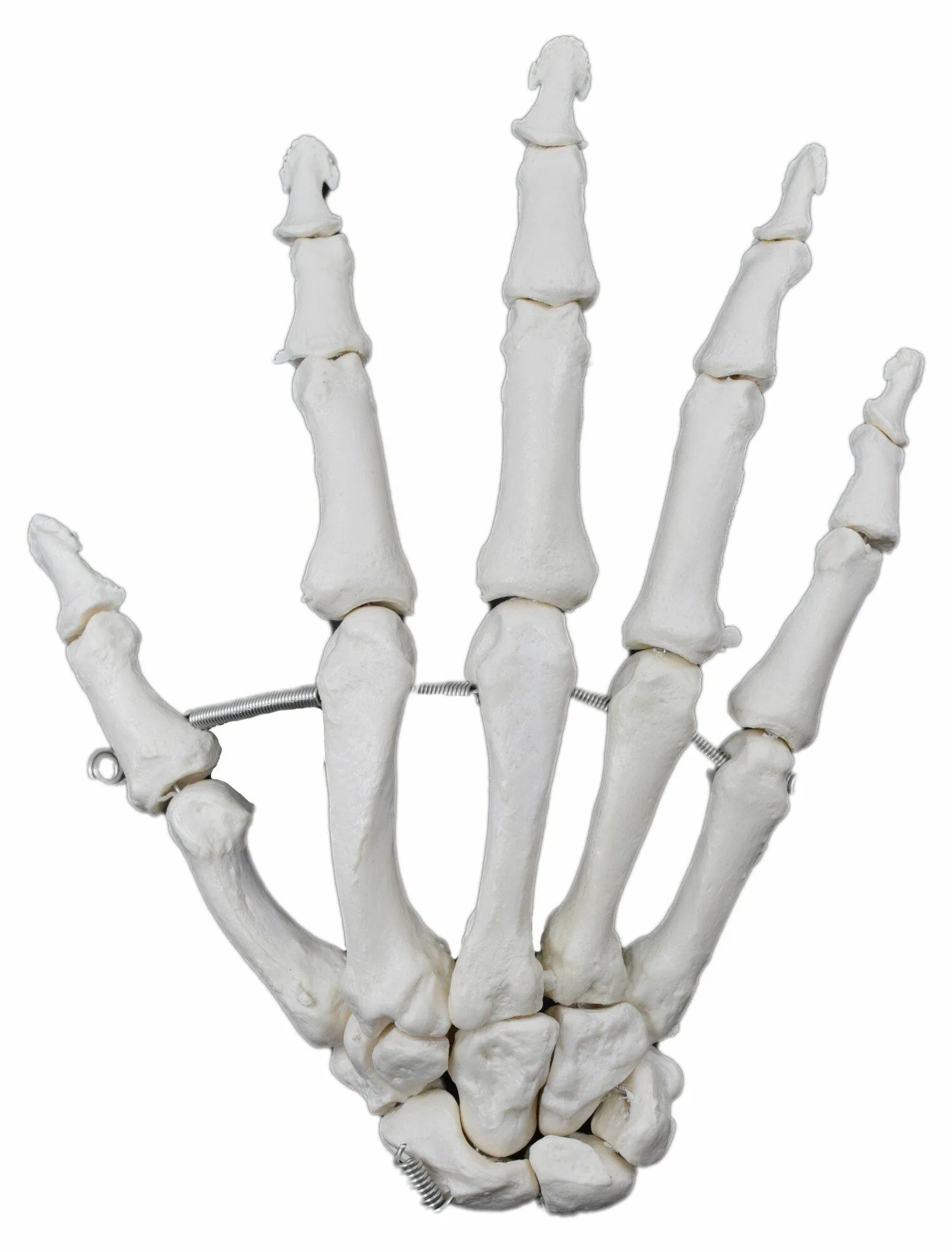 Кости models. Модель кости. Bone Labs скелет. Hand bone