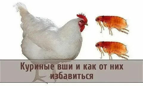 Средство от вшей кур