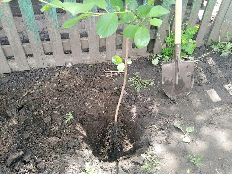 Можно посадить черешню. Саженцы вишни. Сеянцы вишни. Посадочная яма для вишни. Корни войлочной вишни.
