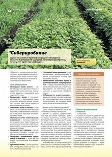 Какой сидерат под огурцы