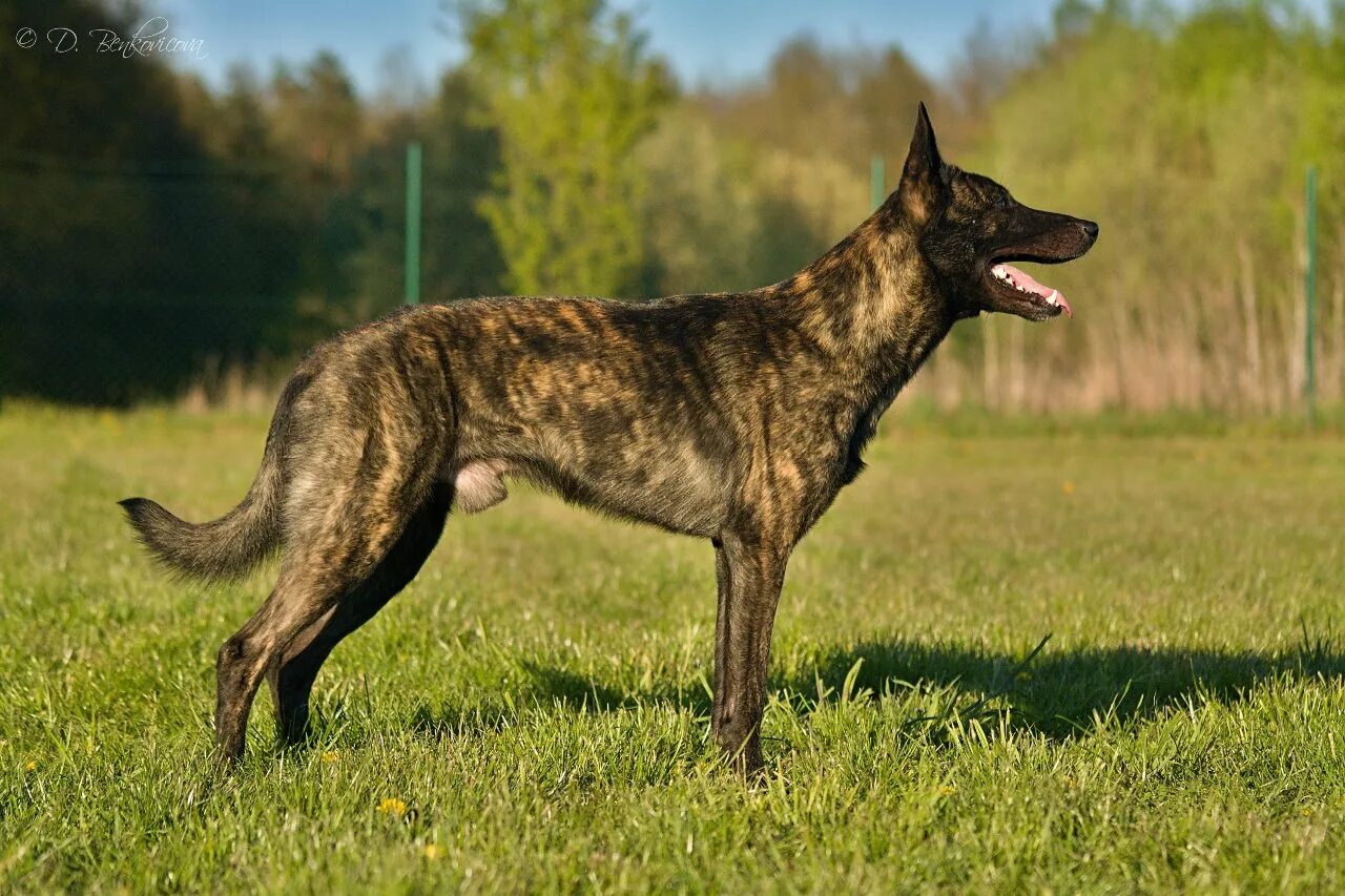 thedogist: "Odin, Dutch Shepherd (5 y&#x2F;o), MBL Street, Woods Hole, MA * "He 