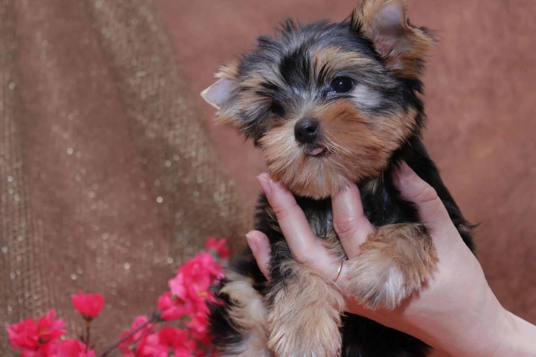 Йоркширский терьер девочка. Йоркширский терьер вива. Собачки йорки девочки. Йоркширский терьер со щенками. Собачки йорки девочки.