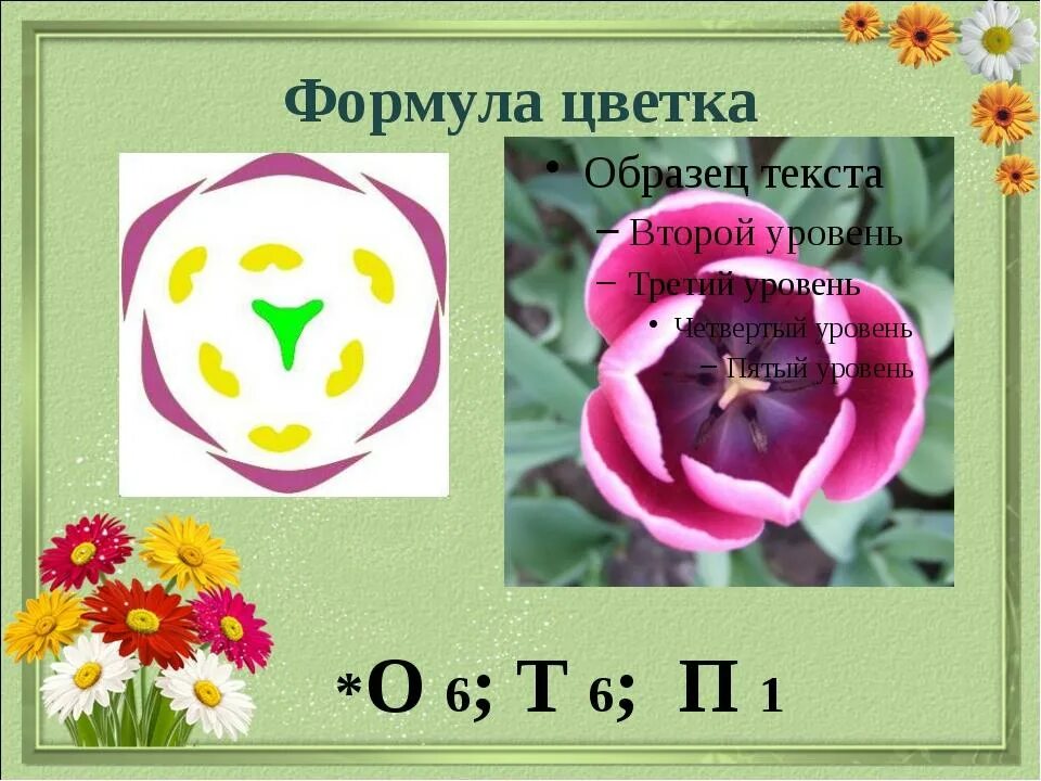 Формула цветка о 2 2т3п1. Формула цветка тюльпана 6 класс биология. Формула цветка 5 класс биология. Цветок формула цветка. Что такое формула цветка в биологии.