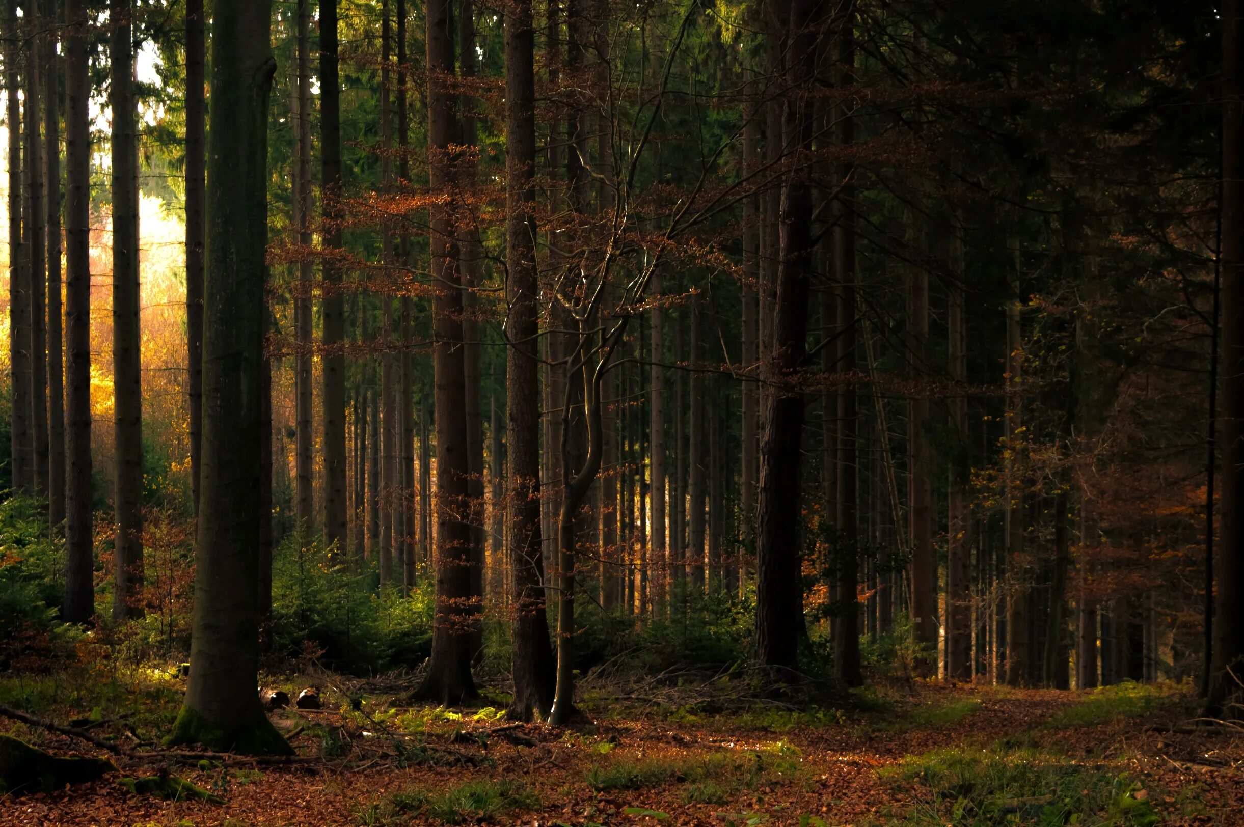 Дремучий еловый лес. Непролазная чаща леса. Тайга (хвойные леса) сыктывкар. Картина дремучий лес шишкин. Опушка елового леса васнецов.