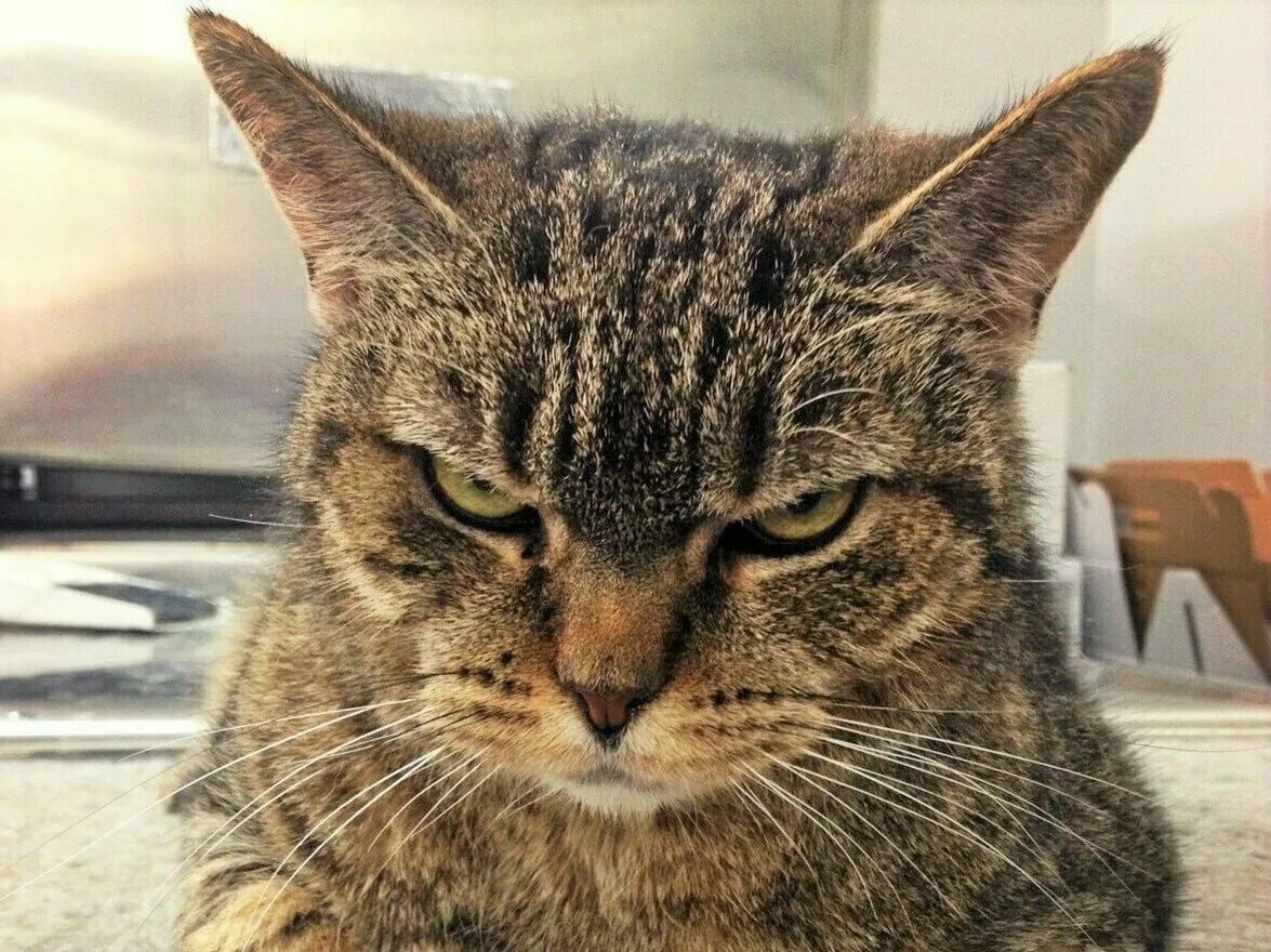 Кот осуждает мем. Злой кот. суровый взгляд кота. наглая морда кота. нервная кошка.