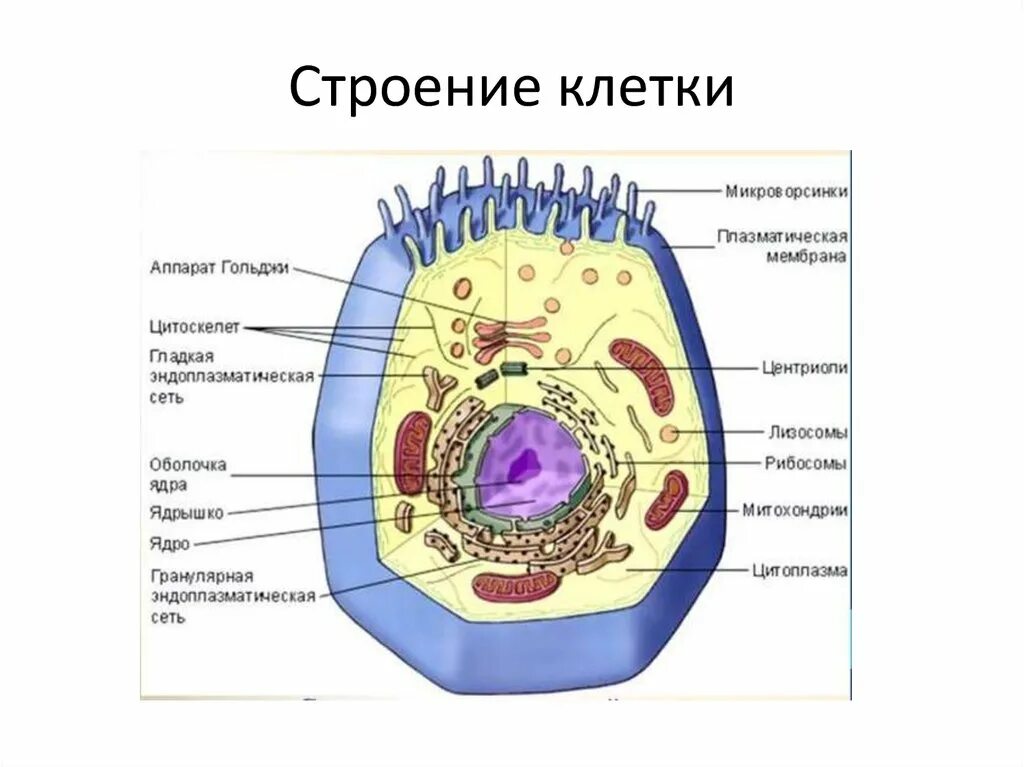 Ядро 5.15. Строение клетки, клеточные органеллы. Органоиды клетки животного. Строение и функции клеточных органоидов рисунок. Строение органелл клетки.