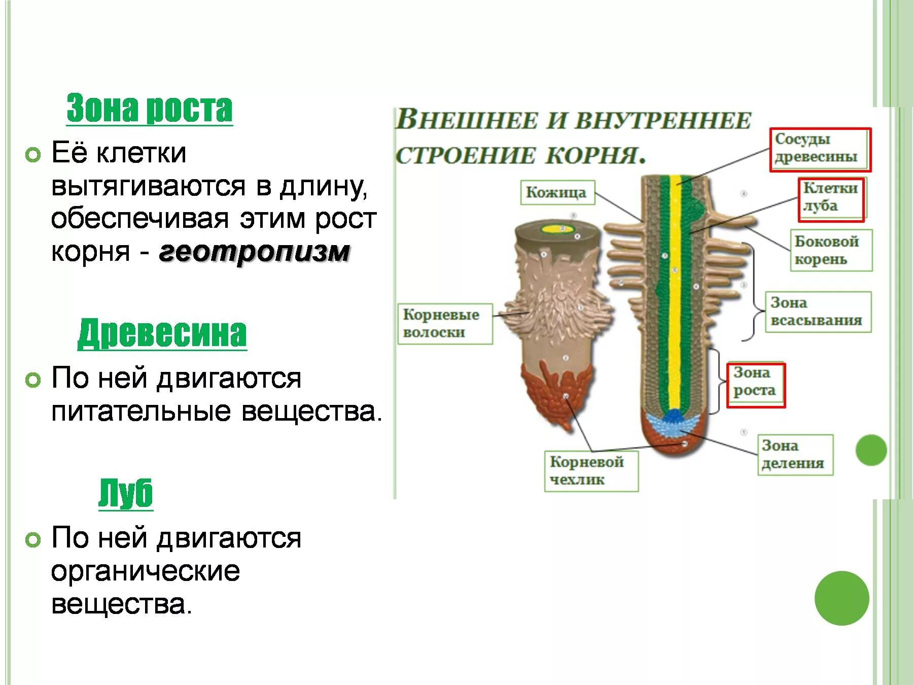 Анатомические зоны корня