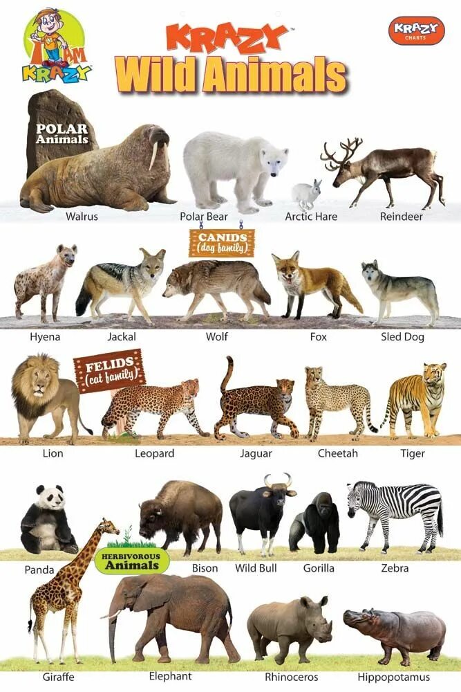 Имя animals. Названия животных на английском. Животные на англ. Дикие животные на английском. Названия животных на английском для детей.