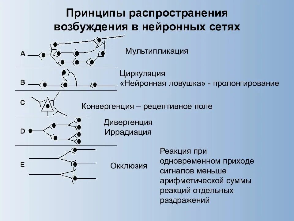 Мультипликация возбуждения в ЦНС схема. Механизмы распространения возбуждения в ЦНС. Принципы распространения возбуждения в ЦНС. Циркуляция возбуждения в нервных центрах. Дивергентный путь