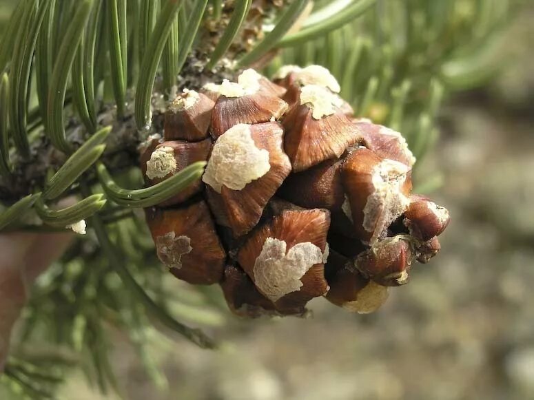 Хвойные орехи. Сосна съедобная Pinus edulis. Орешки сосны пинии. Сосна Эльдарская шишка. Колорадская сосна.