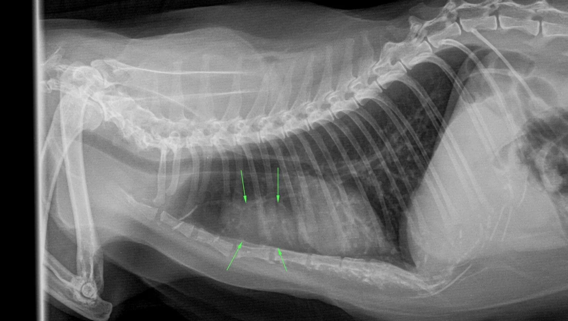 Пневмоторакс у собаки рентген. Лимфома рентген легких кошка. Увеличенные лимфоузлы у кота